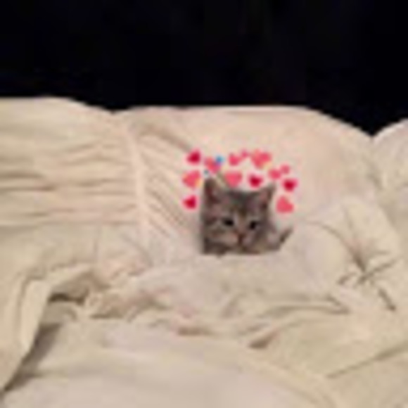 Meet your Posher, Chloe - Picture 1 of 1